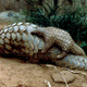 India-Pangolin-endangered-trade